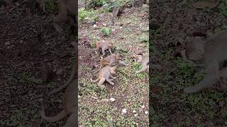 All the monkeys were fed gram and they were very happy #monkey #sortvideo