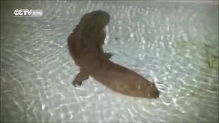 A Giant Ancient Salamander Discovered