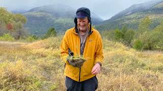 Harrop Wetland Restoration Monitoring Project Update: Friends of Kootenay Lake Stewardship Society