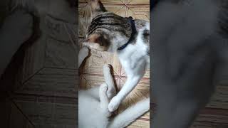 THE TWO CATS ARE FIGHTING #catlover #cat #shorts