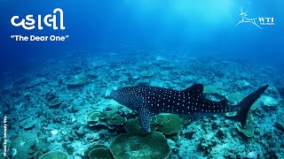 Vhali (The Dear One) - WTI's whale shark conservation in Gujarat