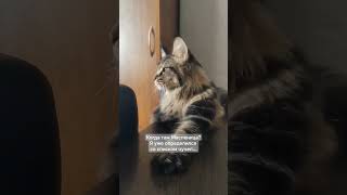 Мейн кун Марс #animals #mainecoon #воронеж #мейнкун #смешныеживотные #смешныекотики #Масленица