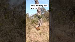 Leopard makes a huge mistake #wildlife #africananimal #leopard #shorts