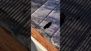 Cat Fail Tiktok bekleexo