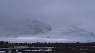 Murmuration of starlings Dec 2019