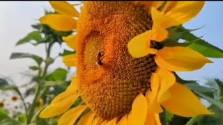 ঘুরে এলাম সূর্যমুখী ফুলের মাধুর্যে || I turned around in the sweetness of sunflowers.