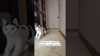 Когда не терпится увидеть новую кухню. Заказать кухню в Минске #cat #котики #смешныеживотные