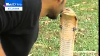 Man Kissing Dangerous Cobra Snake