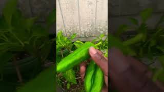 Growing Massive Peppers in Louisiana #gardening #louisiana