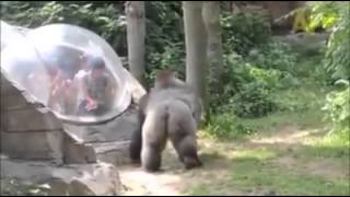 Thug Life: Gorilla