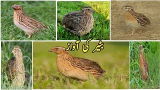 BATER sound || BATER KI AWAZ || Quail sound || Quail sound for hunting || Bater Best sound for hunt.