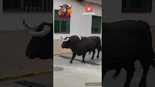 EL PUIG • COMISSIO TAURINA GENT DEL BOU • 29/04/23 #shorts #Lozano #DominguezCamacho #bulls #toros