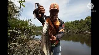 aksi toman cendol//snakehead cashting gabuss