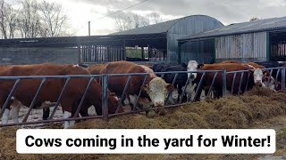 Cows coming in for Winter / Herd of Cattle / Moving Cows from field / Happy Cows #farmanimals #farm