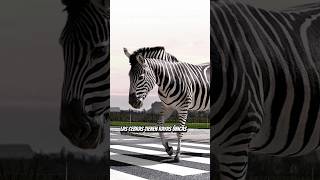 ¿Sabías qué? #24 Las cebras tienen rayas únicas en su pelaje 🦓 #datoscuriosos #norasajor #viral