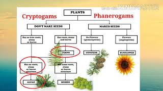 Introduction to Plant Kingdom-Cryptogams