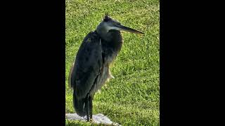 The great blue heron (Ardea herodias) is a large wading bird that lives in North and Central America