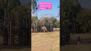 Elephant 🐘 🐘  camp #dubareelephantcamp #trending #shortvideo #travelvlog #shorts #advantures #hathi