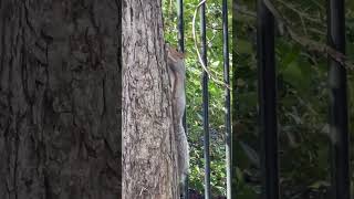 Squirell from HELL!!! #shorts #animals #funny