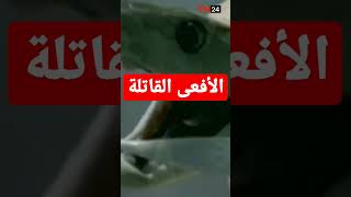 الافعى القاتلة