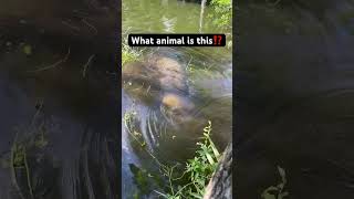 What Animal is This?!?😱 (relax I know what it is. Clickbait title) #fishing #manatee #scary #boat