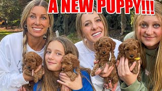 DID WE GET A NEW PUPPY?!!