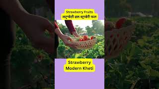 Strawberry Fruits || ਸਟ੍ਰਾਬੇਰੀ ਫਲ || स्ट्राबेरी फल || Modern Kheti