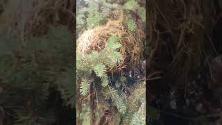 Western Red Squirrel Cabin made out of dried grasses