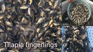 Tilapia fingerlings