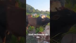 mostrando o gado #sindi