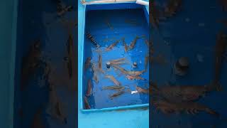 ⛴️ Boat la uyir prawn 🦐 #fish #shorts #trending #subscribe