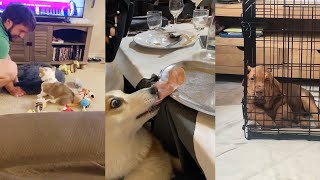 Compilation With Dogs That Have Done Wrong