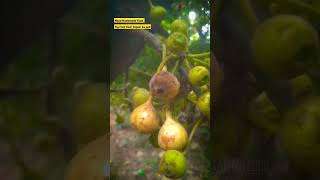 Fig fruit tree / Athimaram /Anjeer ka ped #homemade #farming #food #cooking #figplant #asmr