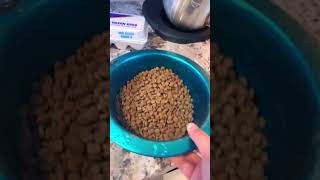 Gotta get the eggs!!! #viralvideo #funnydog #dog