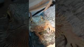 Adorable Bearded Dragon!