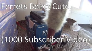 Ferrets Being Cute (1000 Subscriber Thank You Video)