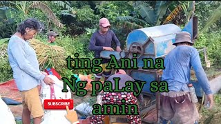 ting Ani na Ng paLay sa amin