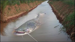 wow Amazing Fishing - Cambodia Traditional fishing - How to Catches Fish (Part 191)