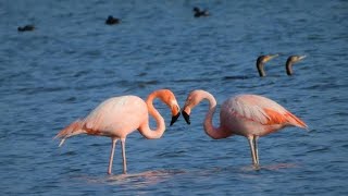 #birdslover | Navi Mumbai  Seawoods walking tour | Flamingo Birds new home | #birdwatching | #birds