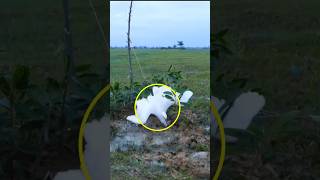 Pigeon trap --- Egret bird hunting using snare trap | catching bird #shorts #youtubeshorts