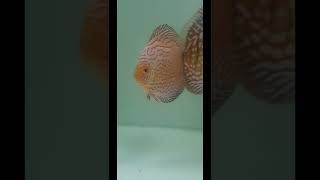 Red turquoise discus Baby available | Pets and Life