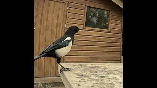 Что у них сегодня на обед? 😁 #magpie #сорока #наблюдение