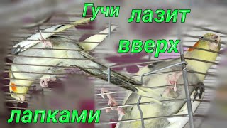 Попугай корелла дурачиться! Смешные попугаи ! Funny animals !Гучи лазит вверх лапками