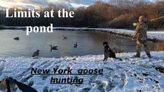 Backyard pond goose hunt (pit blind)