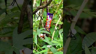 Cadburry Fuse കഴിച്ചിട്ടുണ്ടോ? #trending #shorts #asmr