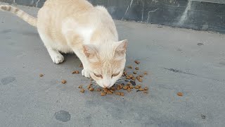 FEEDING THE HUNGRY STRAY CATS