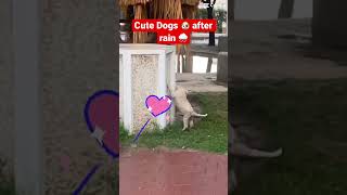 Cute dog 🐶 after rain 🌧️ #dog #shorts