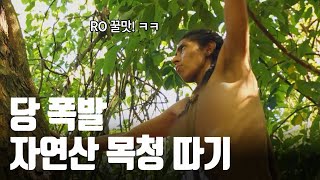 생존 중 얻은 야생 벌꿀 [생존시그널]