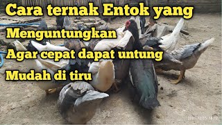 cara ternak entok yang menguntungkan