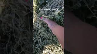 First cutting alfalfa hay - getting ready to bale